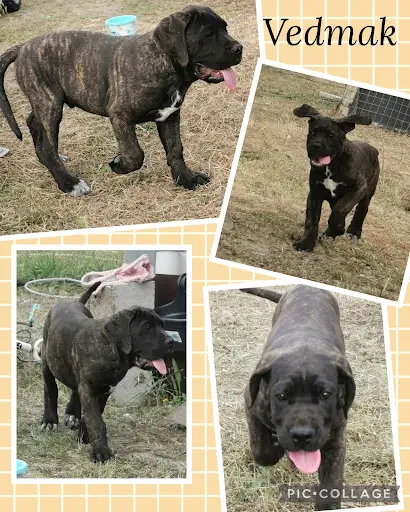 Des Gardiens de Frélouvic : Élevage et Vente de Chiots Cane Corso (aquitaine - Gironde)