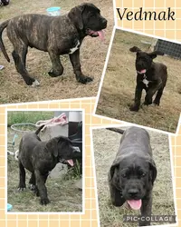 Des Gardiens de Frélouvic : Élevage et Vente de Chiots Cane Corso (aquitaine - Gironde)