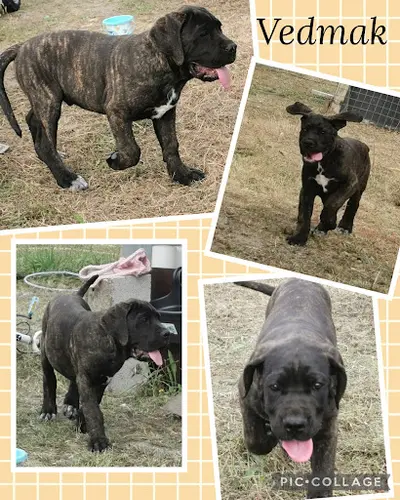 Des Gardiens de Frélouvic : Élevage et Vente de Chiots Cane Corso (aquitaine - Gironde)