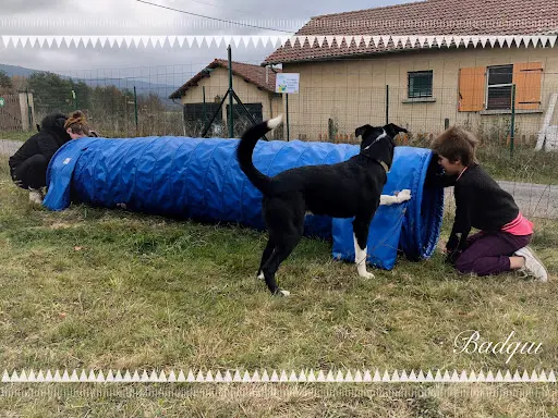 Audry S Éducation Canine (mantrailing & Détection Auvergne)
