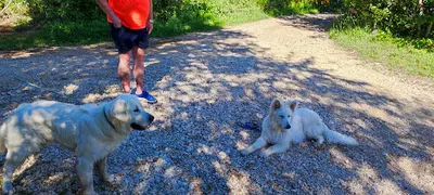 Cani Zen