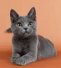 Chatterie de l'Hortensia Bleu
