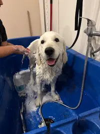 Détente Chiens et Chats Toiletteur