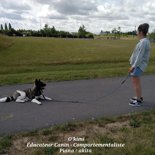 Éducateur Canin - Comportementaliste À Domicile (douai et Alentours) - O Kimi