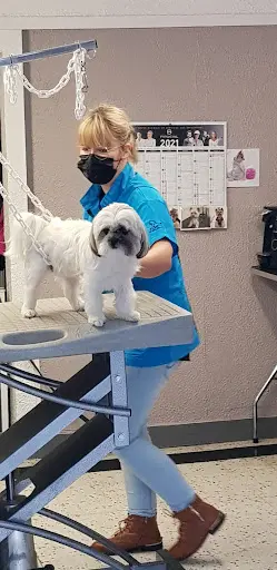 Le Dalmatien