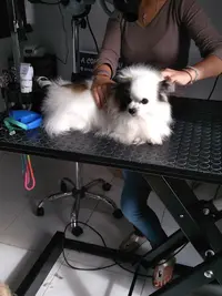 A Coif Toutou