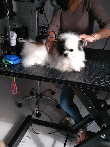 A Coif Toutou