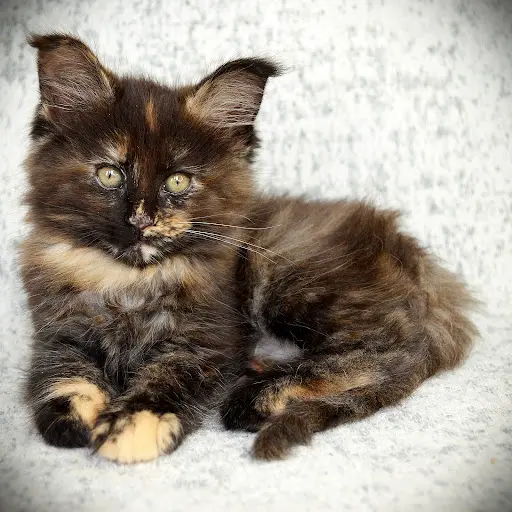 Chatterie du Bolomig