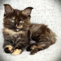 Chatterie du Bolomig