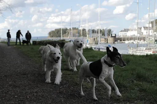 l'Ecole des Chiens de Douarnenez