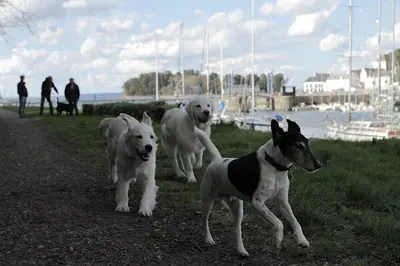 l'Ecole des Chiens de Douarnenez
