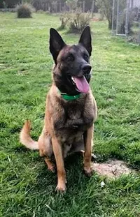 Elevage du Blason À Croix d'Argent