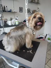 Styl Dog Doudeville