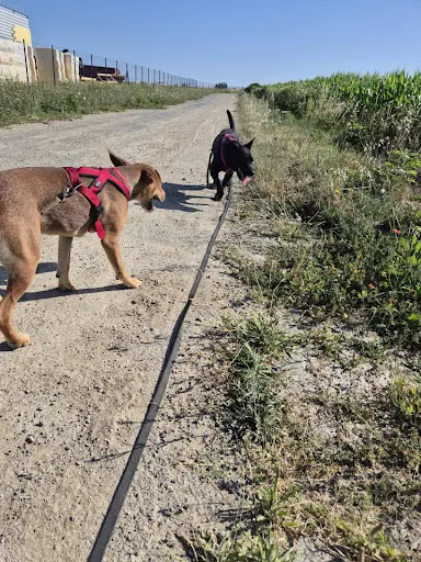 Un Cœur Sans Toit Canin