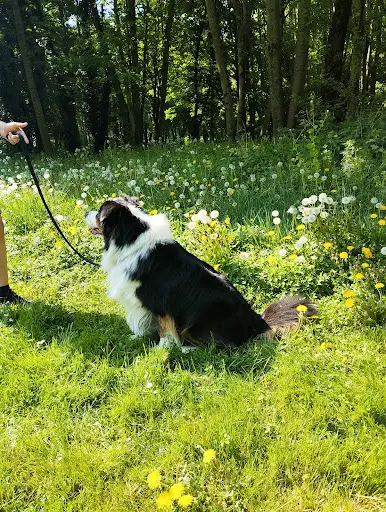 Jm Dog Éducateur Canin Dourges
