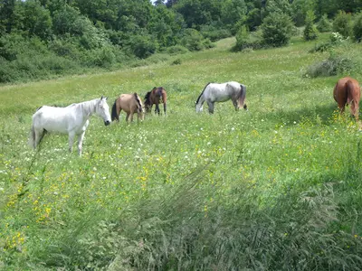 Club Equestre de Dourgne