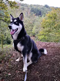 Club Loisirs Canin/jean-marie Éducateur Comportementaliste Canin