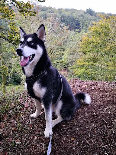 Club Loisirs Canin/jean-marie Éducateur Comportementaliste Canin