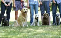 Cynodogs08: Educateur Canin