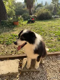 Bigoudy Dogs