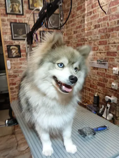 Dog Station