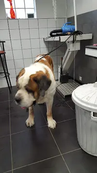 Aux Mil Pats