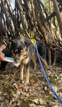 Dog Évolution