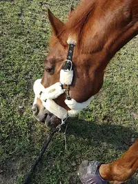 Les Ecuries de l'Orme des Mazières