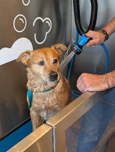 Ouafwash
