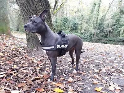 Un Chien Dans la Ville - Comportementaliste Canin & Félin