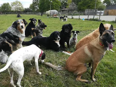 Cani Sapiens