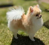 Hollywoof