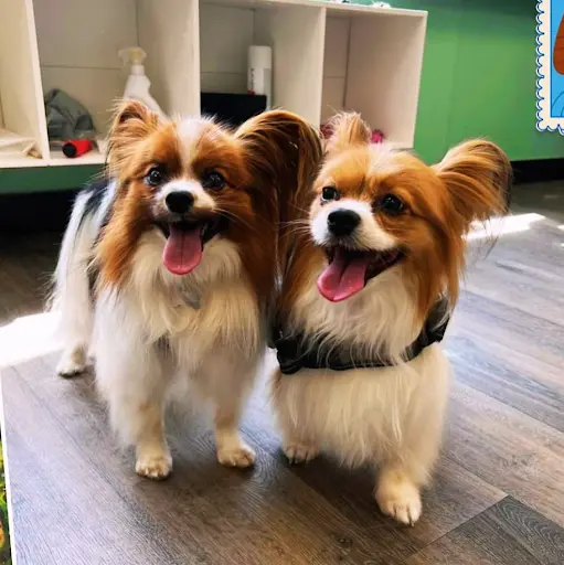 Dog’s Mod 28