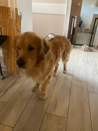 Scoobyd Ou Toilettage