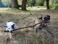 Education Formation Pension Canine les 2 Complices Bas Rhin Alsace