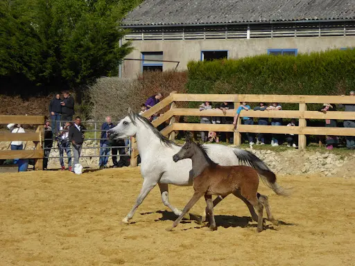 Centre Equestre