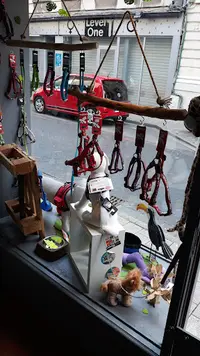 Dogs In The City