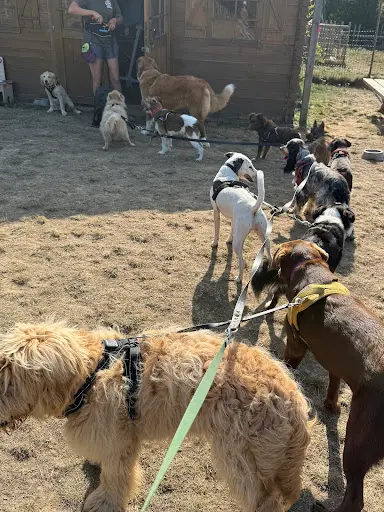 Pédadog By Gwen - Éducateur Canin - Dunkerque