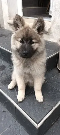 Élevage D’eurasier en Occitanie