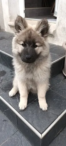 Élevage D’eurasier en Occitanie