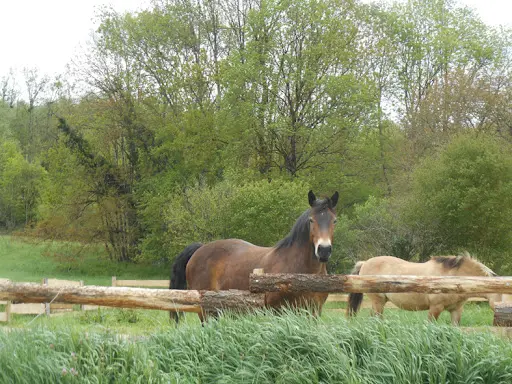 Association Équestre Pelipa, Ariège, Durban sur Arize, Équitation, Centre Équestre, Balade À Cheval, Randonnée