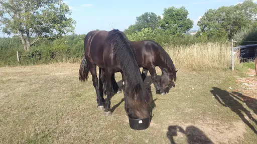 Haras des Kelpies