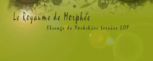 Royaume de Morphée, Élevage de Yorkshire Terrier