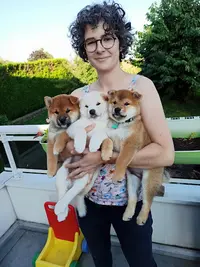 Elevage de Shiba Inu By Fox N Roll
