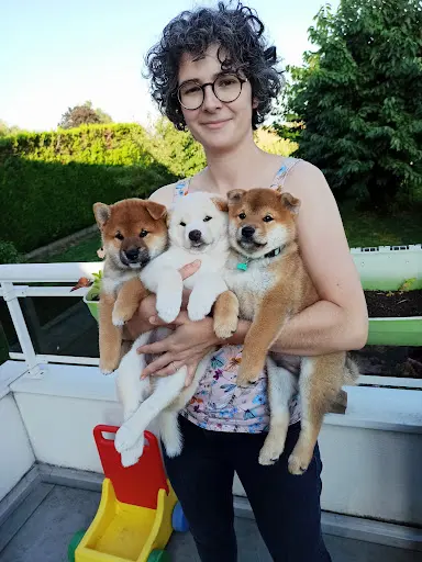 Elevage de Shiba Inu By Fox N Roll