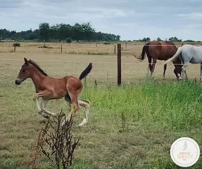 Haras des Fenucy