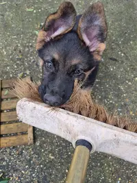 Lucky Dog School