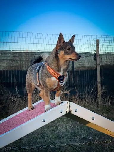 Canidélite Toulouse Sud (ex : Loyauté Canine)