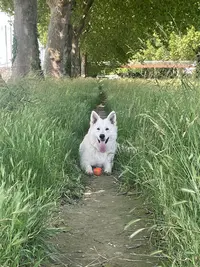 Domaine du Holzgiessen, Éleveurs de Berger Blanc Suisse
