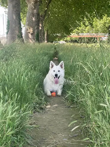 Domaine du Holzgiessen, Éleveurs de Berger Blanc Suisse